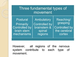 Three fundamental types of
movement
Postural
Primarily
Controlled by
brain stem
mechanisms
Ambulatory
Controlled by
brainstem &
spinal
regions
Reaching/
grasping
Controlled by
the cerebral
cortex
However, all regions of the nervous
system contribute to each type of
movement.
 