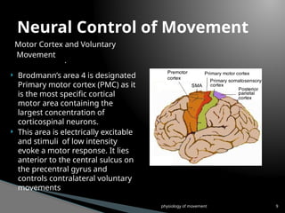 Comprehensive Overview of Human Movement Physiology and Motor Control ...