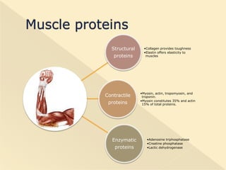 Myosin – prime contractile element of muscle.
Have triple helical structure.
Molecular weight is 420,000.
Hydrolysis of my...