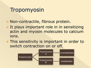  Troponin occurs at intervals on the
  actin filament.
 Troponin takes up ca++ ions from the
  sarcoplasm to initiate mu...