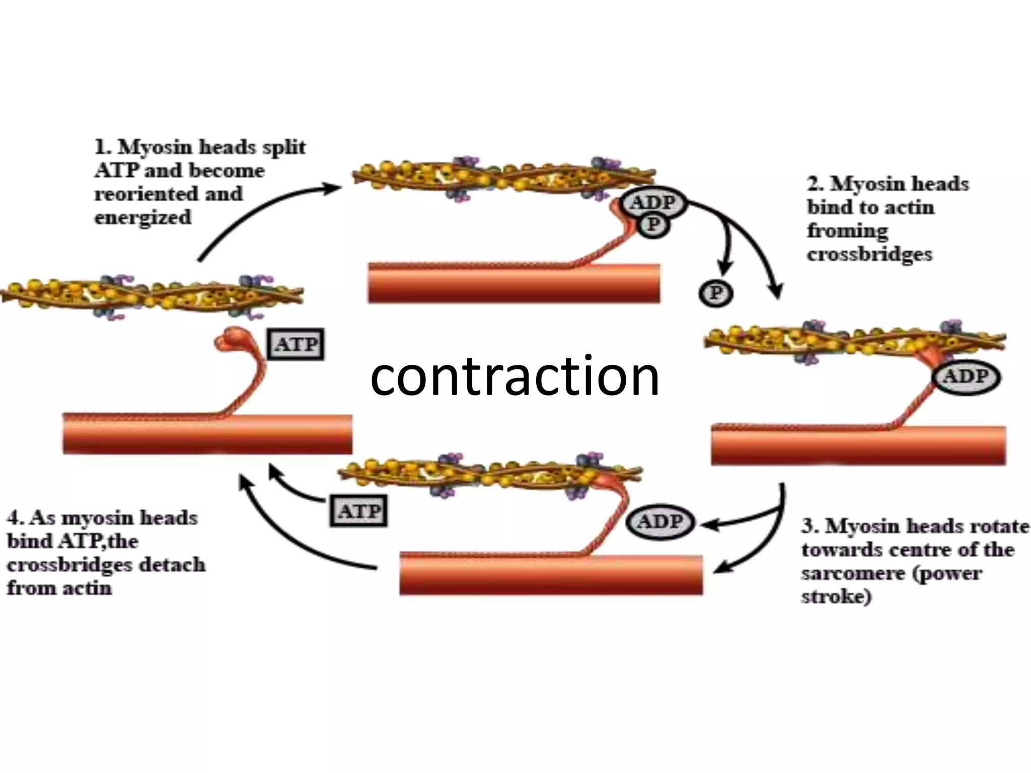 Muscle Contraction Steps Quizlet - kgipg5u