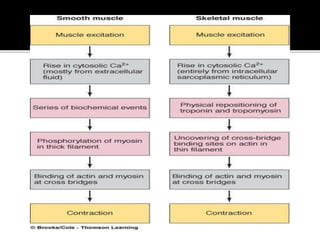PHYSIOLOGY OF MUSCLE CONTRACTION | PPTX