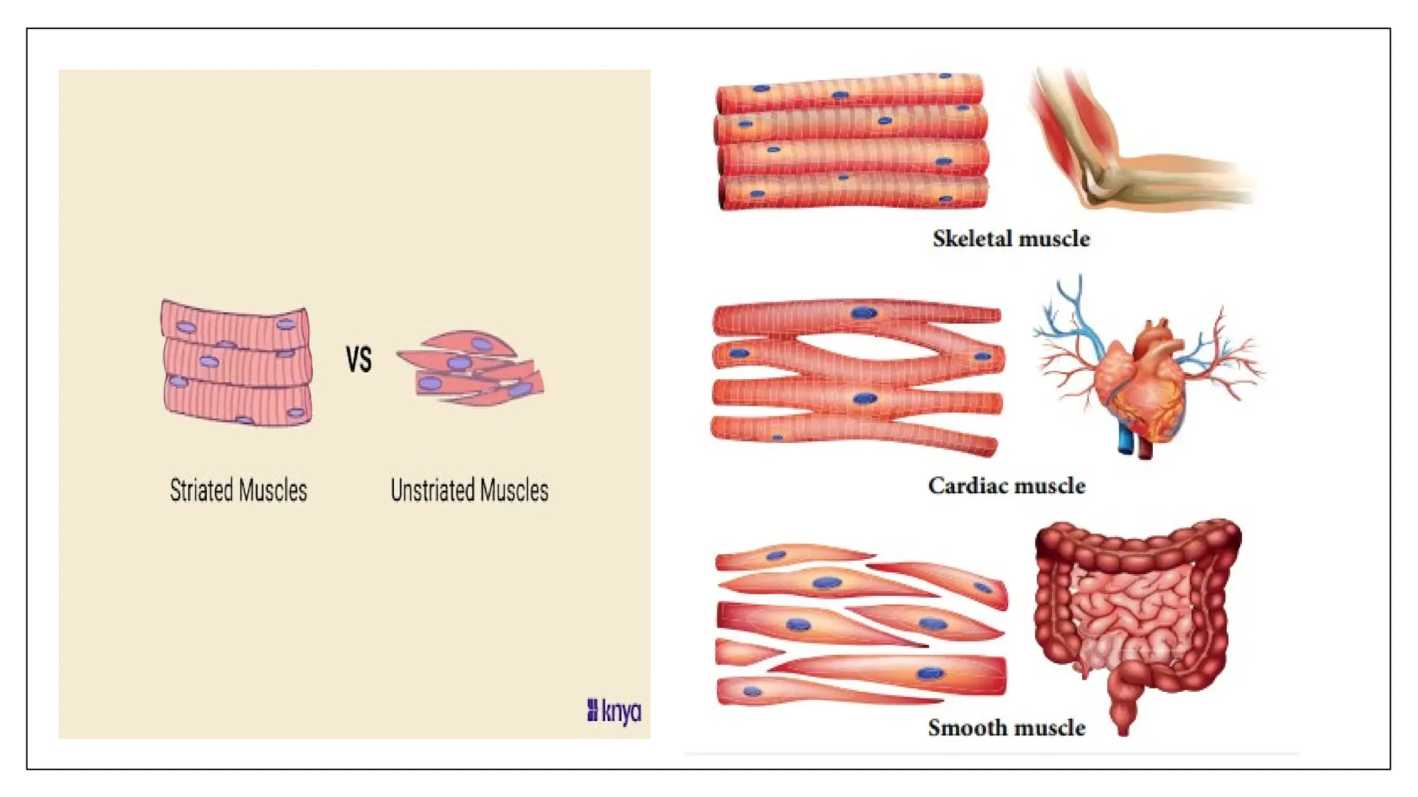 PHYSIOLOGY OF MUSCLES & IT'S CLASSIFICATION.pptx