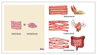 PHYSIOLOGY OF MUSCLES & IT'S CLASSIFICATION.pptx