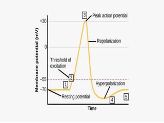 Physiology of NERVE IMPULSE and action potential | PPTX