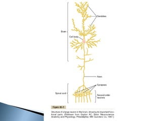 Physiology Of Nervous System | PDF