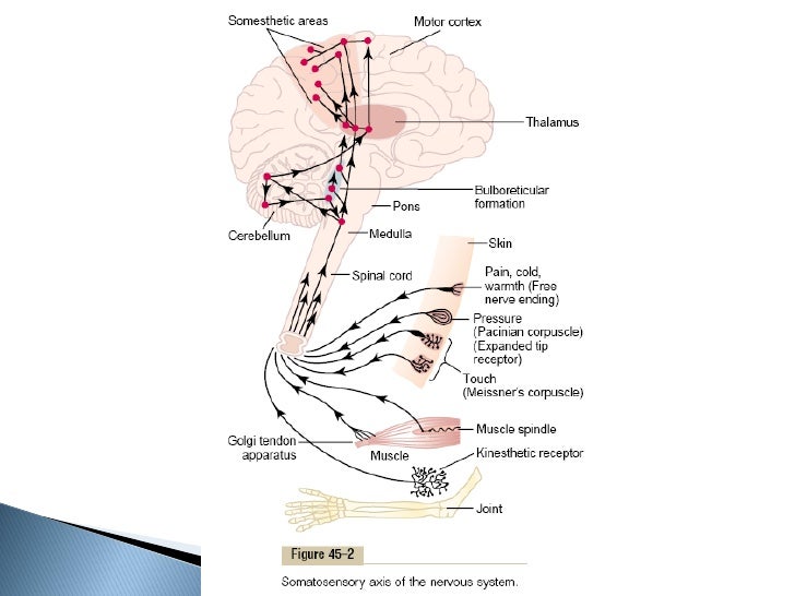 Physiology Of Nervous System