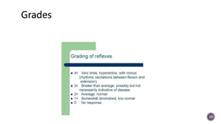 Physiology Of Nervous System Presentation Pptx