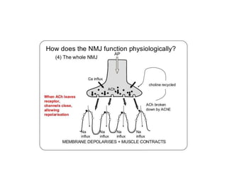 Physiology of nmj and anesthesia | PPTX