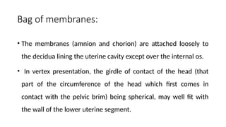 Bag of membranes:
• The membranes (amnion and chorion) are attached loosely to
the decidua lining the uterine cavity except over the internal os.
• In vertex presentation, the girdle of contact of the head (that
part of the circumference of the head which first comes in
contact with the pelvic brim) being spherical, may well fit with
the wall of the lower uterine segment.
 