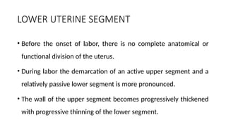 LOWER UTERINE SEGMENT
• Before the onset of labor, there is no complete anatomical or
functional division of the uterus.
• During labor the demarcation of an active upper segment and a
relatively passive lower segment is more pronounced.
• The wall of the upper segment becomes progressively thickened
with progressive thinning of the lower segment.
 