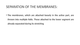 SEPARATION OF THE MEMBRANES:
• The membranes, which are attached loosely in the active part, are
thrown into multiple folds. Those attached to the lower segment are
already separated during its stretching
 