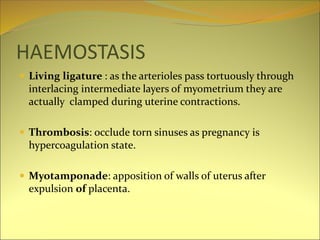 HAEMOSTASIS
 Living ligature : as the arterioles pass tortuously through
interlacing intermediate layers of myometrium they are
actually clamped during uterine contractions.
 Thrombosis: occlude torn sinuses as pregnancy is
hypercoagulation state.
 Myotamponade: apposition of walls of uterus after
expulsion of placenta.
 