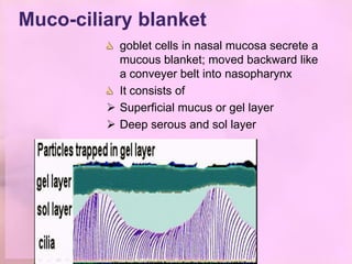 Muco-ciliary blanket
           goblet cells in nasal mucosa secrete a
           mucous blanket; moved backward like
           a conveyer belt into nasopharynx
           It consists of
          Superficial mucus or gel layer
          Deep serous and sol layer
 