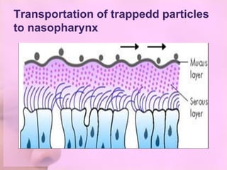 Transportation of trappedd particles
to nasopharynx
 