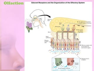 Olfaction
 