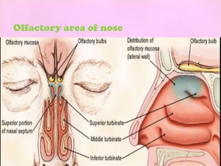 Olfactory area of nose
 