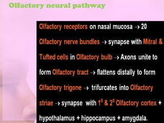 Olfactory neural pathway
 