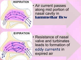 • Air current passes
  along mid portion of
  nasal cavity in
  lammellar flow




• Resistance of nasal
  valve and turbinates
  leads to formation of
  eddy currents in
  expired air
 
