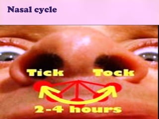 Nasal cycle
 