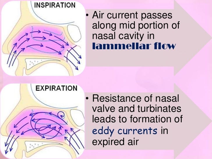 Physiology of nose