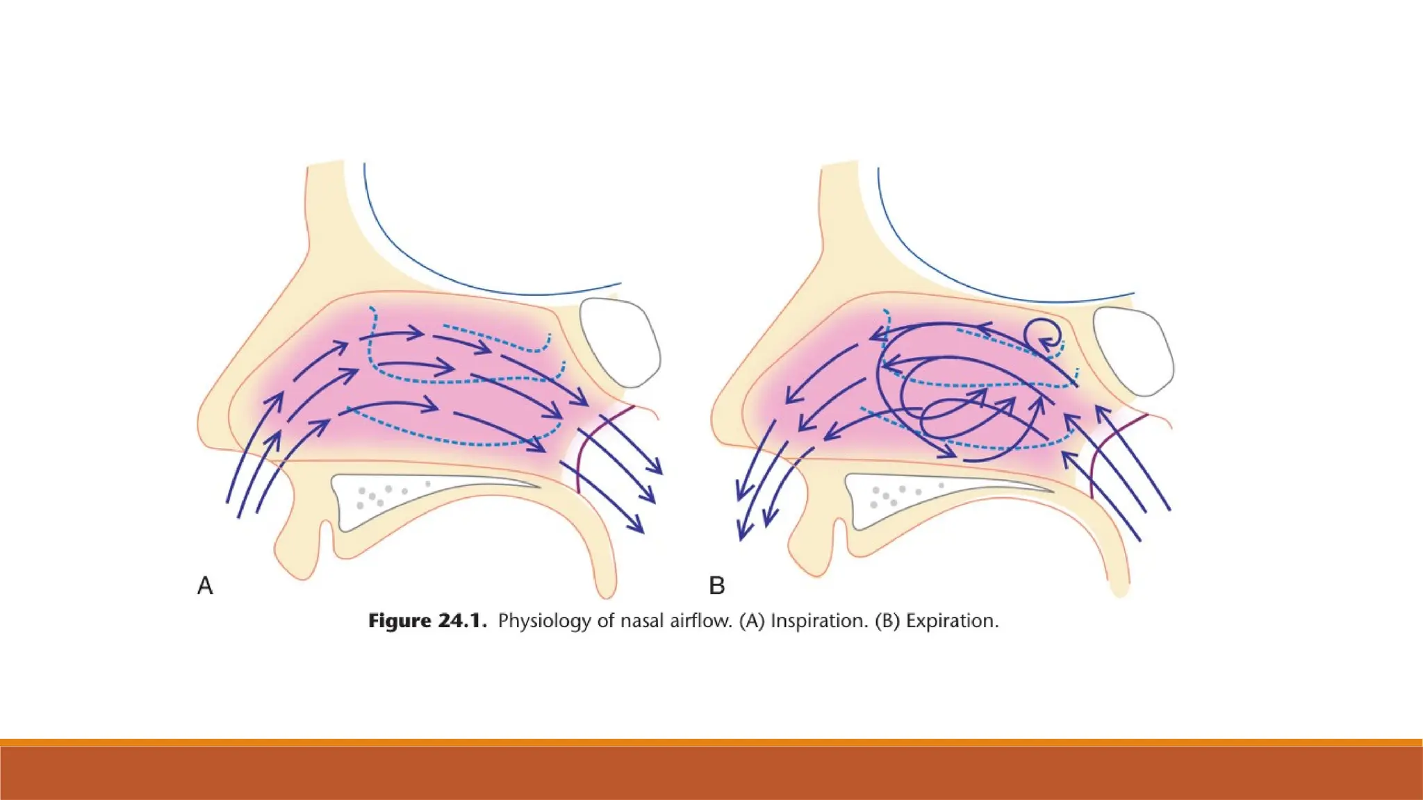 PHYSIOLOGY OF NOSE MBBS ENT 3rd phase medico | PPTX