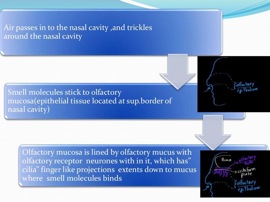 Physiology of nose,smell and its pathway