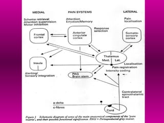 Comprehensive Overview of Pain Pathophysiology and Neuroanatomy | PPT
