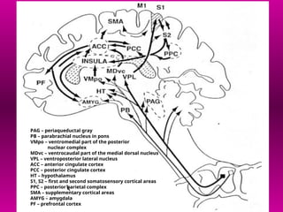 Comprehensive Overview of Pain Pathophysiology and Neuroanatomy | PPT