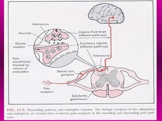 Comprehensive Overview of Pain Pathophysiology and Neuroanatomy | PPT