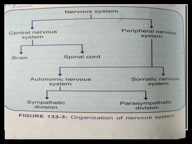 Physiology of pain pathway | PPT | Brain and Nervous System Disorders ...