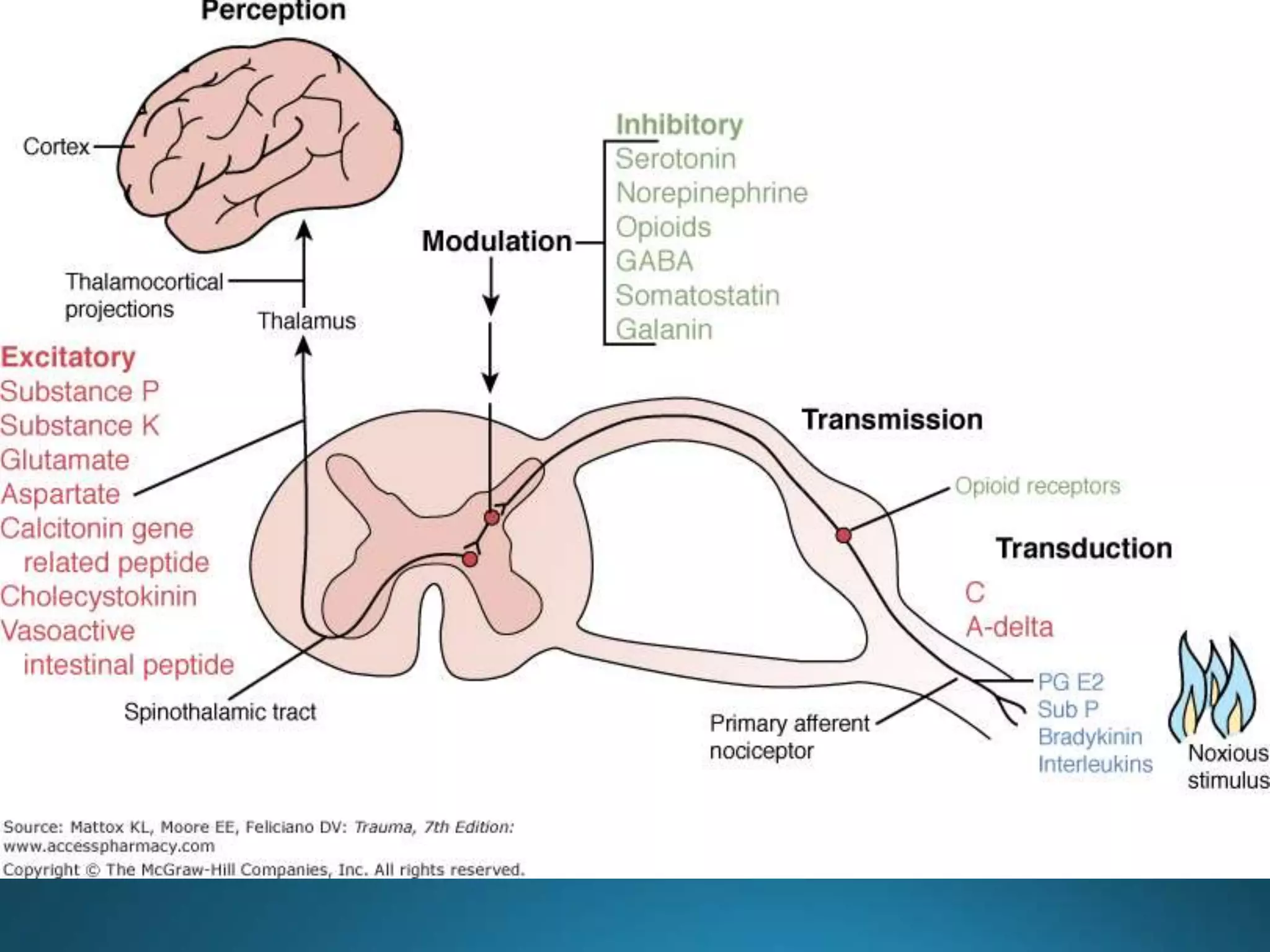 Physiology of pain pathways | PPTX