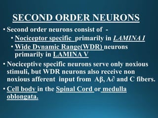 Second Order Neuron Physiology of pain pathways | PPTX