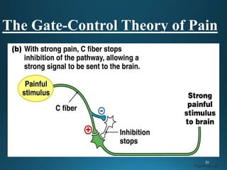 • These pathways mediate their
antinociceptive action via α2-adrenergic,
serotonergic, and opiate (μ,∂ and k)
receptor mec...