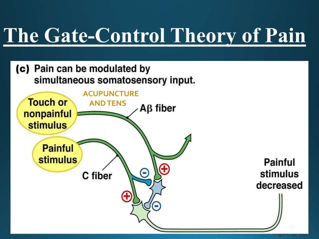 Physiology of pain pathways Biology Diagrams