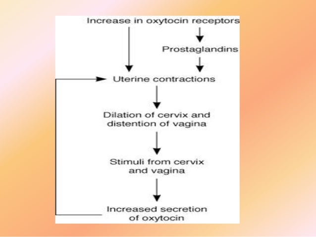Physiology of parturition