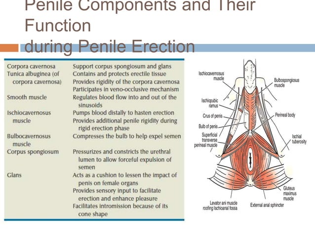 Physiology of penile erection, pathophysiology evaluation & management