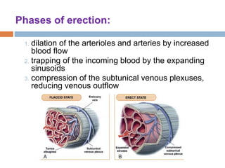 physiology-of-penile-erection-pathophysiology-evaluation-management