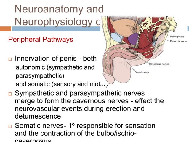 Physiology of penile erection, pathophysiology evaluation & management