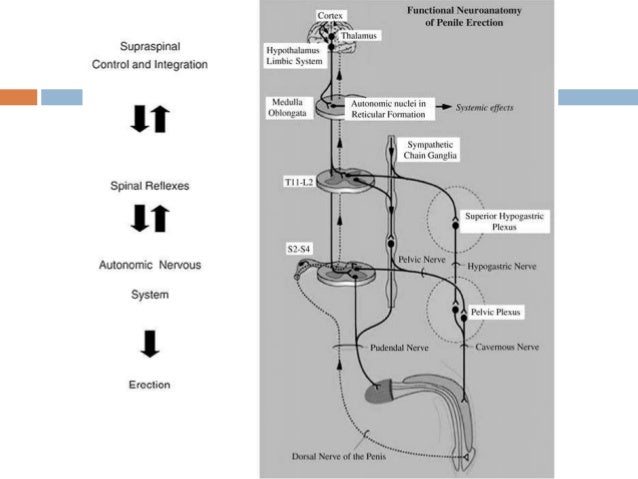 勃起不全の理由 チモシンベータ4.cmcベッロールアプリケーションと