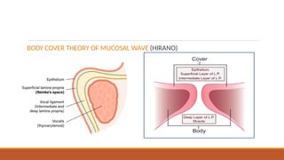 BODY COVER THEORY OF MUCOSAL WAVE (HIRANO)
 