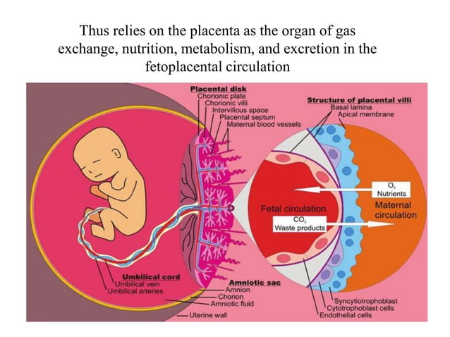 Physiology of pregnancy.pptx | Pregnancy | Reproductive Health