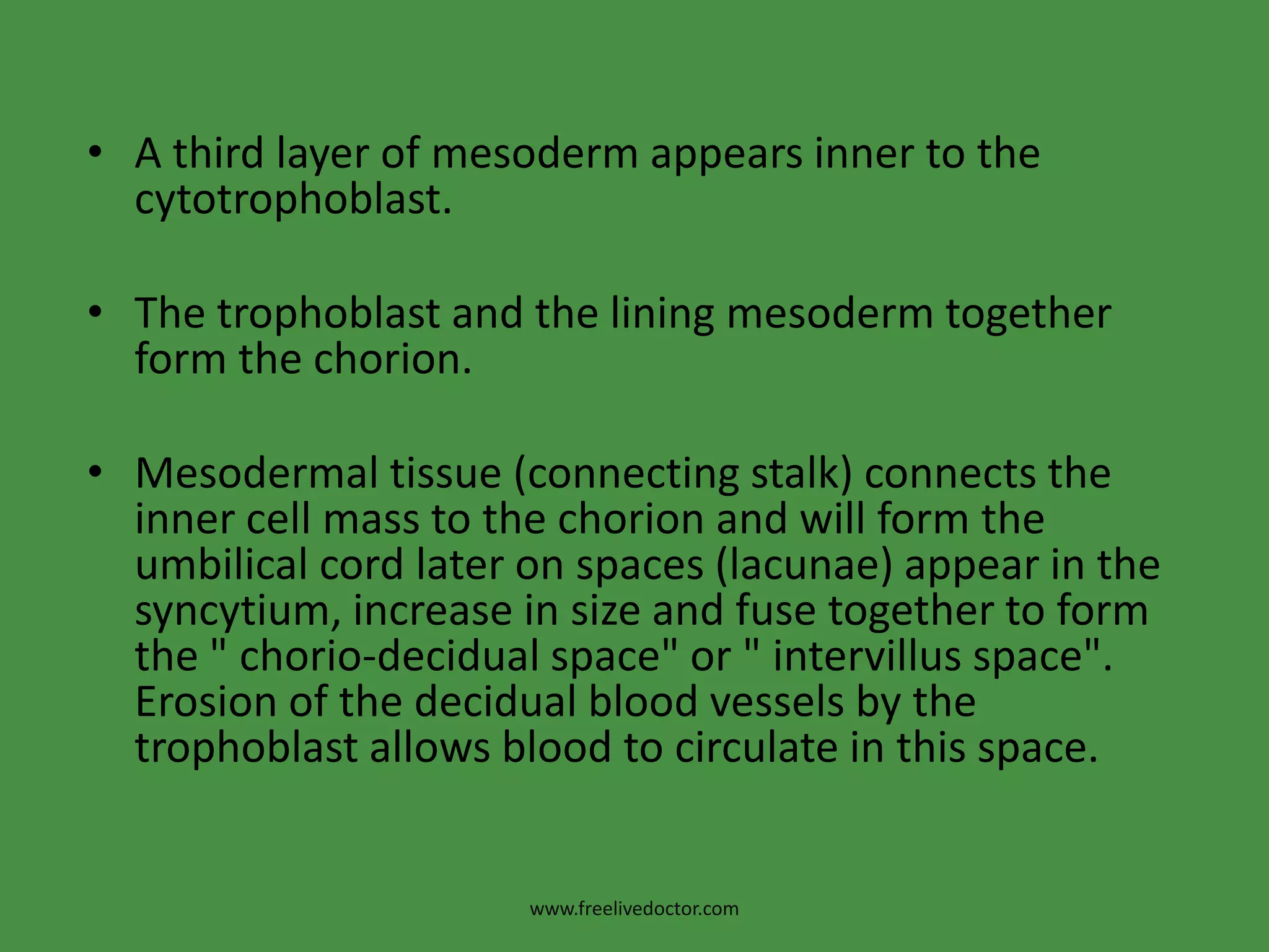 A third layer of mesoderm appears inner to the cytotrophoblast.The trophoblast and the lining mesoderm together form the chorion.Mesodermal tissue (connecting stalk) connects the inner cell mass to the chorion and will form the umbilical cord later on spaces (lacunae) appear in the syncytium, increase in size and fuse together to form the " chorio-decidualspace" or " intervillus space". Erosion of the decidual blood vessels by the trophoblast allows blood to circulate in this space.www.freelivedoctor.com
