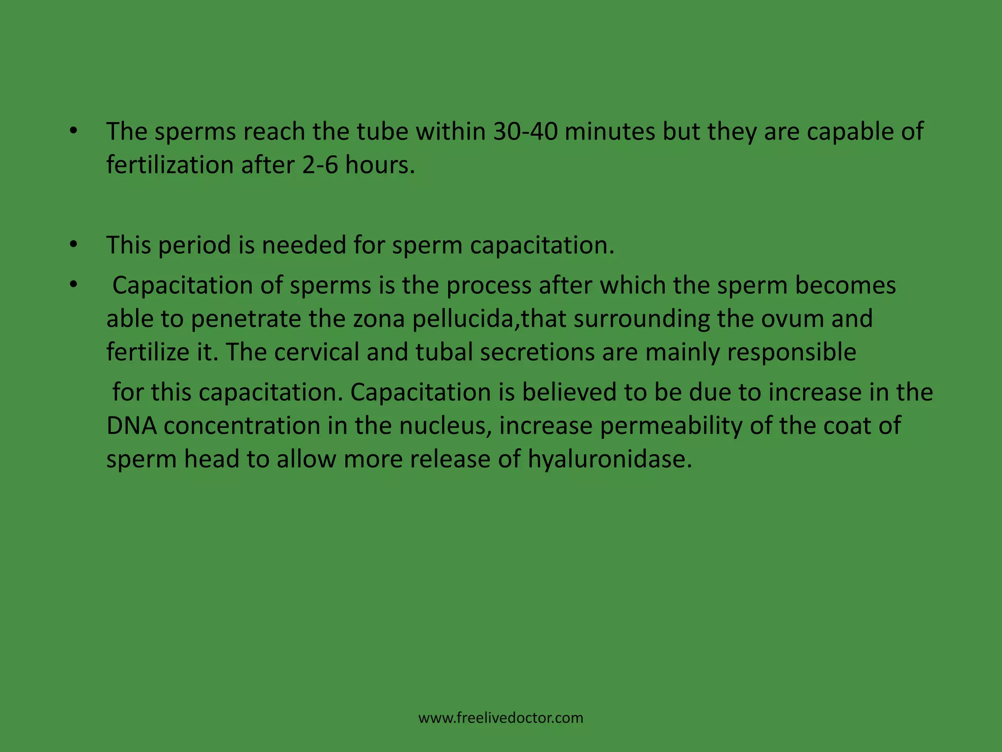 The sperms reach the tube within 30-40 minutes but they are capable of fertilization after 2-6 hours. This period is needed for sperm capacitation.Capacitation of sperms is the process after which the sperm becomes able to penetrate the zonapellucida,that surrounding the ovum and fertilize it. The cervical and tubal secretions are mainly responsible        for this capacitation. Capacitation is believed to be due to increase in the DNA concentration in the nucleus, increase permeability of the coat of sperm head to allow more release of hyaluronidase.www.freelivedoctor.com
