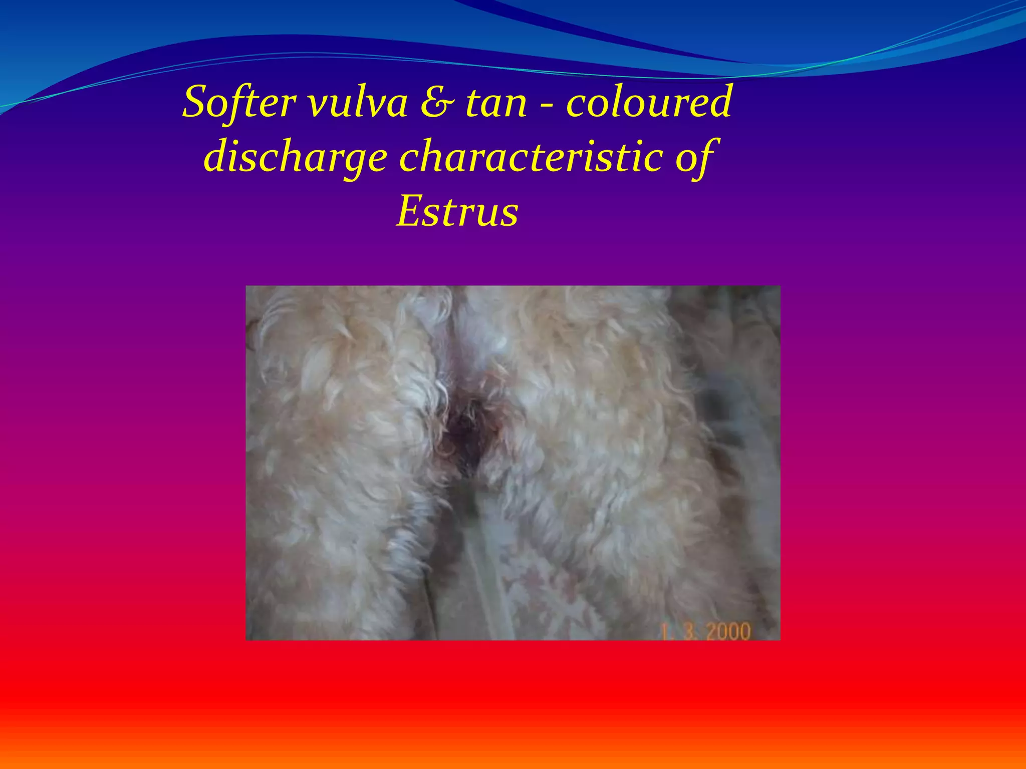 Dogs Reproduce physiology of reproduction in canine.pptx
