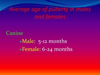 Reproductive Maturity Dogs physiology of reproduction in canine.pptx