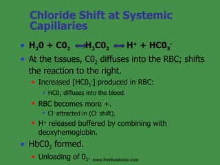 Physiology Of Respiration | PPT
