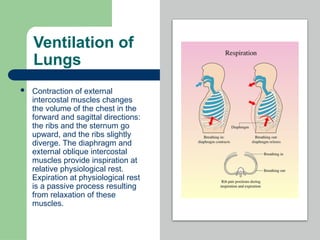 Ventilating Rib PHYSIOLOGY OF RESPIRATION.pptx also can c | PPTX