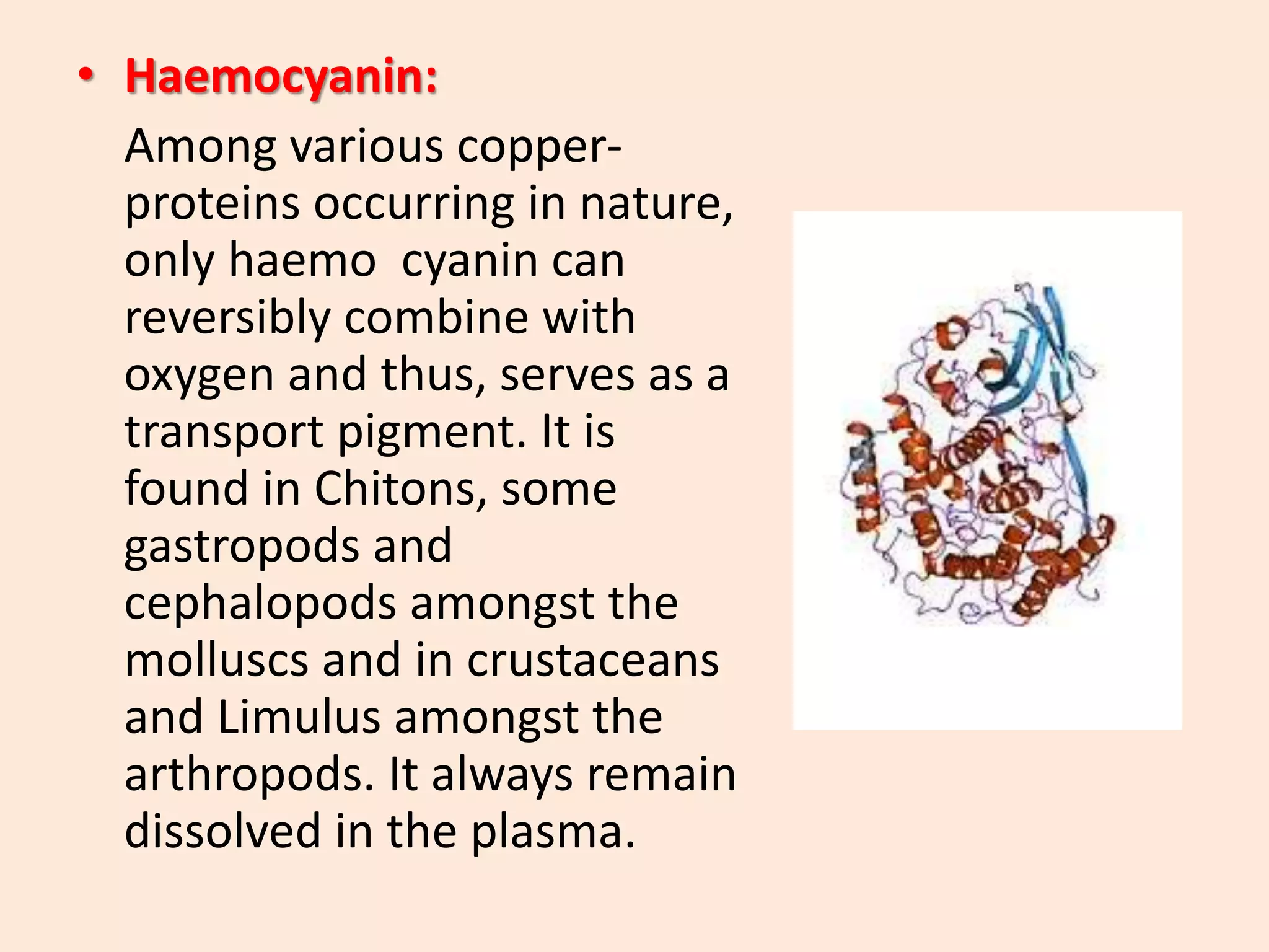 Physiology of Respiration in Invertebrates | PPTX