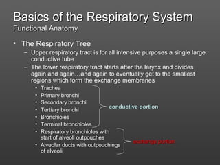 Resp Tree Physiology of respiratory system | PPT